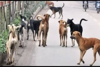 Avadi people suffers stray dogs corporation does not take action 