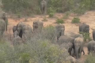 Foresters warn public as wild elephants camp