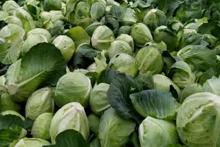 erode farmers happy for  increased cabbage rate