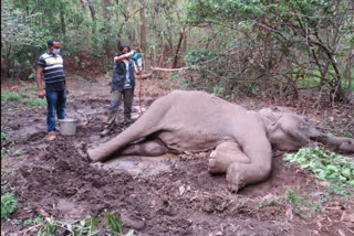 elephant death