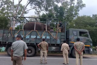  Elephant Free from detention from dubare camp