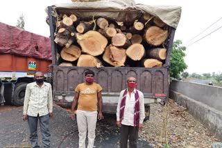 accused arrested, trucks full of illegal wood, dungarpur