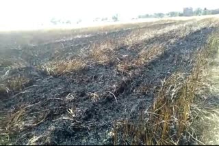 Rajkhera news, Fire in wheat crop 