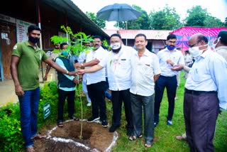 Munga tree planted