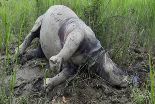 poachers have killed an one horned rhino in assam