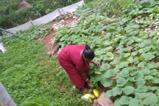 Nutrition Garden