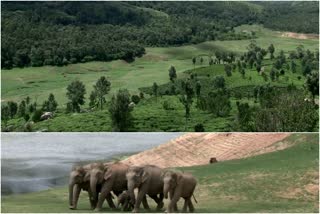 chinnakanal elephant park project  chinnakanal  ആനപ്പാര്‍ക്ക് പദ്ധതി  ചിന്നക്കനാല്‍ ആനപ്പാര്‍ക്ക്  ഇടുക്കി  idukki  idukki latest news  എങ്ങുമെത്താതെ ചിന്നക്കനാല്‍ ആനപ്പാര്‍ക്ക് പദ്ധതി