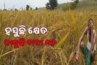 ମଣ୍ଡିରେ ପଡିଛି ହଜାର ହଜାର ବସ୍ତା ଧାନ