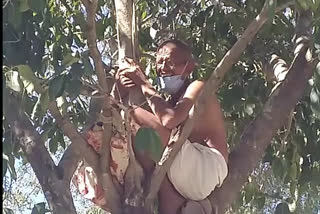 young man climbed on tree in Gandhi costume