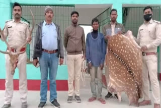 one man arrested for hunting deer in chatra