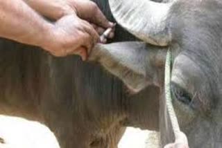 bhiwani-animal-husbandry-department-will-do-vaccination-and-mouth-cracking-from-28-december