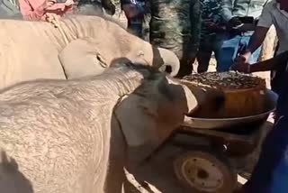 elephant-birthday-celebration-at-elephant-rescue-center-ramkola