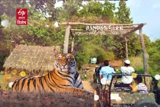 booking-full-in-national-tiger-reserve-madhya-pradesh-till-january-7