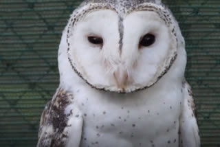 Conservationists discover masked owls