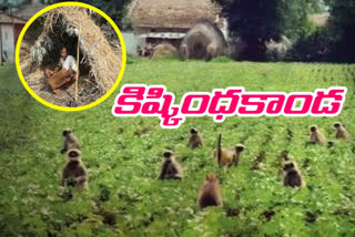 farmers are residing in crop fields due to monkeys