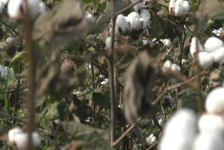 _cotton low sale in subarnapur
