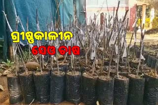 ଯୁବ ଗୋଷ୍ଠୀଙ୍କୁ ରୋଜଗାରକ୍ଷମ କରିବ ଗ୍ରୀଷ୍ମକାଳୀନ ସେଓ ଚାଷ