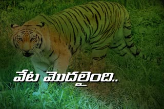 forest deportment ready catch tiger in kumuram bheem asifabad district