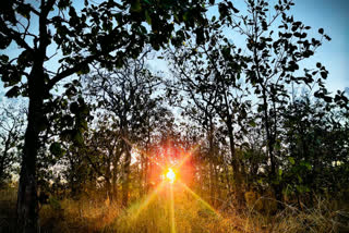 A splash of colours at the Melghat Tiger Reserve