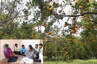 Orange Farming