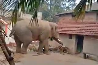 দুয়ারে হাতি, অতিষ্ট চাঁদড়া রেঞ্জের ডালকাটা গ্রামের বাসিন্দা