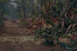 Hundreds of trees cut during road construction in Chaibasa