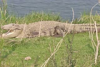 Crocodile has been found