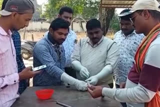 successful surgery on  snake injured during farming in buldhana