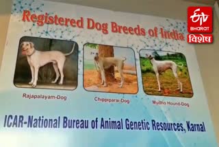 Indigenous dog registration