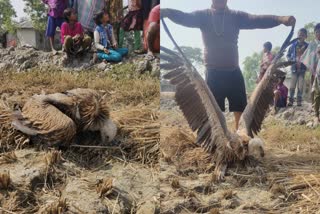 সন্দেশখালিতে জখম বিরল প্রজাতির শকুন, উদ্ধার ধানক্ষেতে