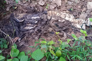 നെടുമങ്ങാട് അസ്ഥികൂടം കണ്ടെത്തി  skeleton of a man was found in Nedumangad  മൃതദേഹത്തിന് ഒരു മാസത്തോളം പഴക്കം  skelton in Thiruvananthapuram