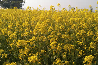 cultivation-of-mustard