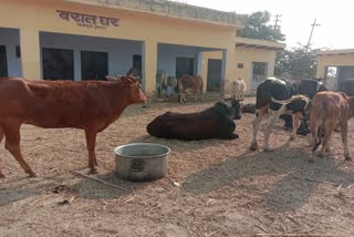 गोवंशों को किया बंद