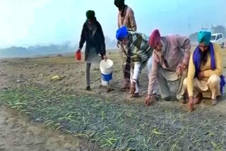 FARMERS PROTEST IN DELHI CONTINUES