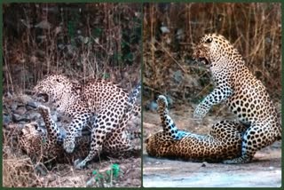 जयपुर का झालाना लेपर्ड,  Jaipur Leopard Safari