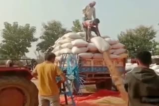 3 crore 70 lakh grains destroyed