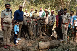 Elephant died because of Preterm birth