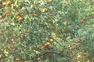 Fog causes damage to Kinnu and Malata orange crops in sirmaur