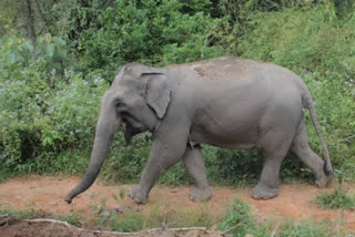 Elephant attack in Ganjam; 1 dead; 1 injured