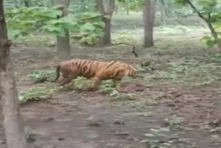 Tiger का खतरा