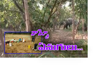 villagers-feared-with-elephants-attacks-on-crops-at-burjupadu in srikakulam AP