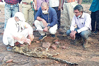 రేచుకుక్కల దాడిలో చిరుత మృతి