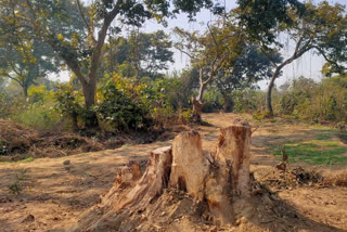 पेड़ों की कटाई, सिद्धार्थनगर ताजा समाचार, सिद्धार्थनगर वन विभाग