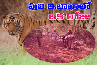 forest officers observations in kumuram bheem forest on tiger movements