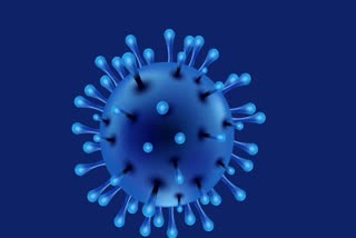 coronavirus mutations