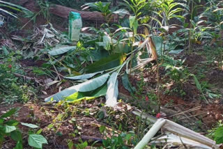 In the Idukki Kurisupara region Wild elephant harassment is severe,Locals worried  Idukki Kurisupara region  Wild elephant  Locals worried  Idukki  ഇടുക്കി കുരിശുപാറ മേഖലയില്‍ കാട്ടാന ശല്യം രൂക്ഷം; പ്രദേശവാസികള്‍ ആശങ്കയില്‍  ഇടുക്കി കുരിശുപാറ മേഖലയില്‍ കാട്ടാന ശല്യം രൂക്ഷം  പ്രദേശവാസികള്‍ ആശങ്കയില്‍  ഇടുക്കി കുരിശുപാറ മേഖല  കാട്ടാന ശല്യം  വനംവകുപ്പ്