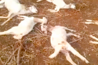 goats killed after stray dogs attack