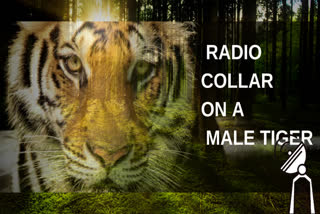 Bengal Forest Dept radio collars tiger in Sunderban Tiger Reserve