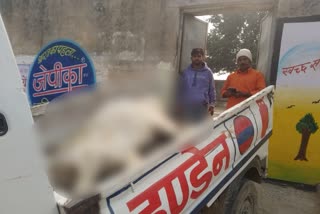 Injured cow reached Indane Gas Agency