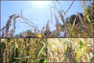 Muttukattu Farmers new steps in paddy cultivation  Muttukattu Farmers  paddy cultivation news  ബസുമതി  ബസുമതി നെല്ല്